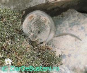 0051soarece-de-zapada