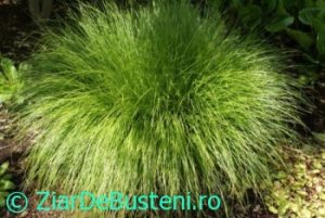 0084Carex-remota