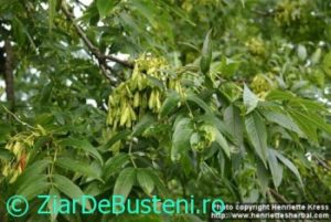 0100fraxinus-excelsior