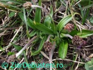 0118Plantago_atrata