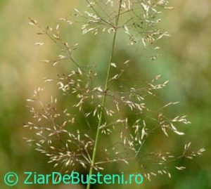 0128Agrostis_capillaris