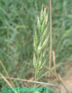 0137Bromus-benekenii