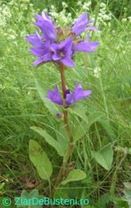 0139Campanula_glomerata
