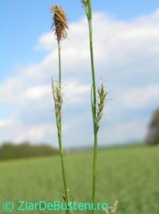 0144Carex_pilosa