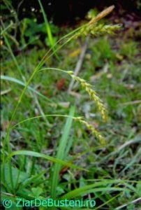 0145Carex_sylvatica