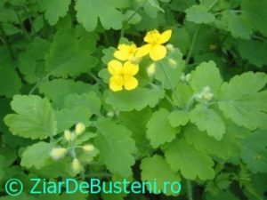 0147rostopasca