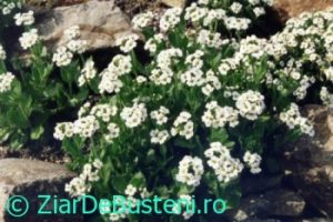 0156Draba_fladnizensis