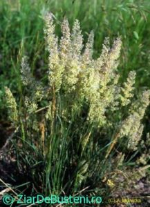 0166Koeleria-macrantha