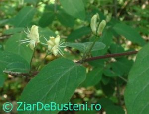 0171Lonicera_xylosteum