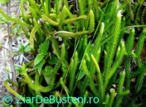 0172bradisor
