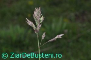 0179poa-molineri