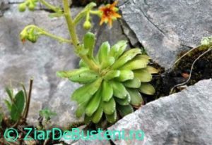 0201saxifraga-mutata