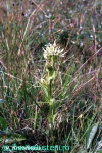 0204Swertia-punctata