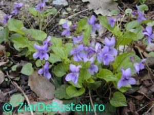0210Violete