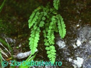 0211woodsia-glabella